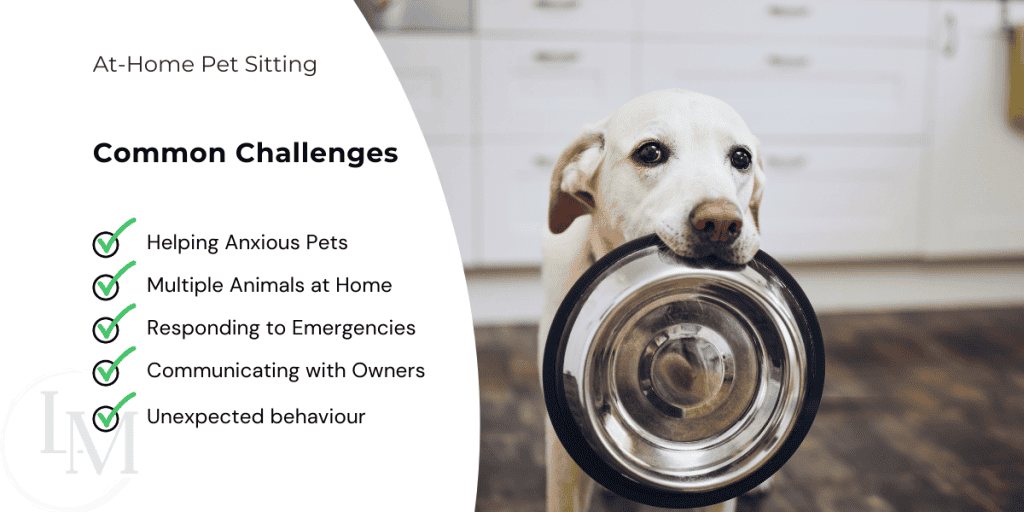 An image describing common challenges faced by pet sitters